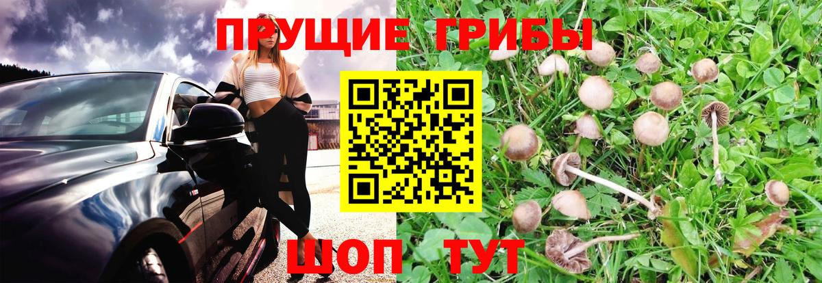 Галлюциногенные грибы Psilocybine cubensis  Вход с VPN  наркотики  Ленинск-Кузнецкий  Псилоцибиновые грибы прущие грибы 